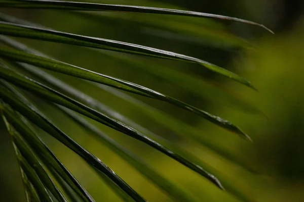 Влажные Пальмовые Листья Дождем — стоковое фото
