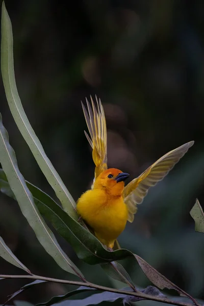 Weaver Bird Wida Finch Passerine Bird Passeriformes Constroem Seus Ninhos — Fotografia de Stock