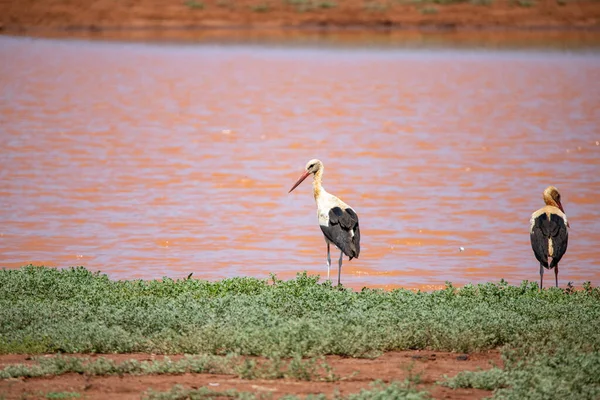 Typowy Obraz Sadfari Przez Różne Safari Parki Narodowe Kenii Afryki — Zdjęcie stockowe
