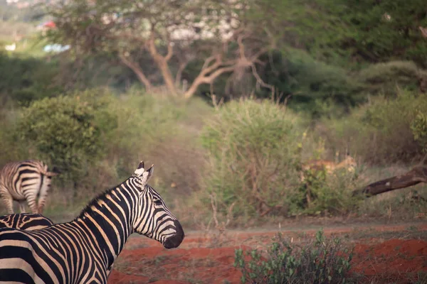 Zepra Natuur Afrika Kenia Tanzania Vlakten Zebra Een Landschap Een — Stockfoto