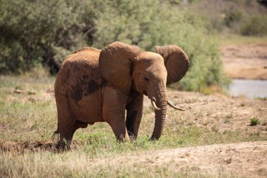 ein einsamer Elefant in der Savanne Kenias. Schnes Tier mit rotem Boden, hakem öldü Landschaft. Elefantenbulle bei schnem Wetter