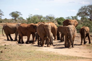 Afrika fili, bir fil sürüsü Kenya savanasındaki en yakın su birikintisine gider. Safaride çekilen güzel hayvanlar Afrika 'nın en büyük açık havasında bir su birikintisine çekildiler.