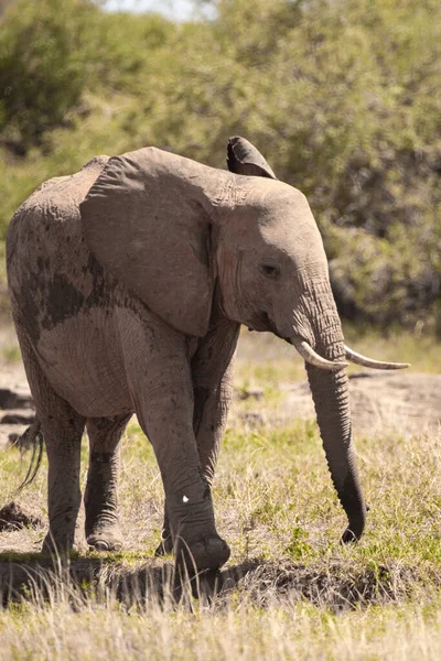 Ein Einsamer Elefant Der Savanne Kenias Schnes Tier Mit Rotem — Stok fotoğraf