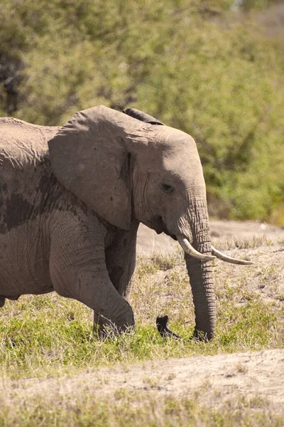 Ein Einsamer Elefant Der Savanne Kenias Schnes Tier Mit Rotem — Stockfoto