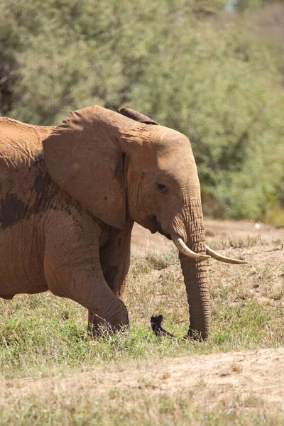 Ein Einsamer Elefant Der Savanne Kenias Schnes Tier Mit Rotem — Foto Stock