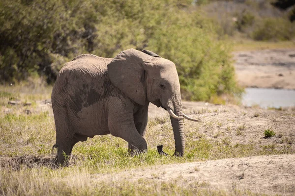 Ein Einsamer Elefant Der Savanne Kenias Schnes Tier Mit Rotem — Fotografia de Stock