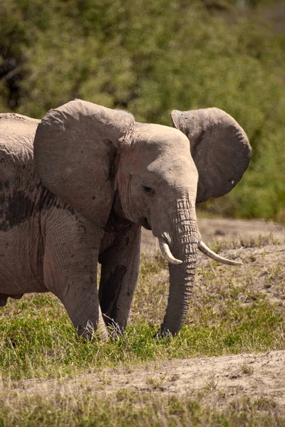 Ein Einsamer Elefant Der Savanne Kenias Schnes Tier Mit Rotem — Zdjęcie stockowe