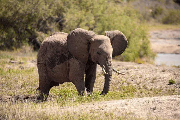 Ein Einsamer Elefant Der Savanne Kenias Schnes Tier Mit Rotem —  Fotos de Stock