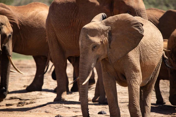 非洲象一群大象移动到肯尼亚大草原上最近的一个水坑 在非洲大户外的一个水坑里 一群美丽的动物在一次狩猎中被拍照 — 图库照片