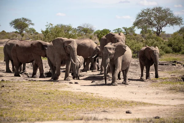 Afrika fili, bir fil sürüsü Kenya savanasındaki en yakın su birikintisine gider. Safaride çekilen güzel hayvanlar Afrika 'nın en büyük açık havasında bir su birikintisine çekildiler.