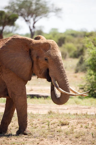 Ein Einsamer Elefant Der Savanne Kenias Schnes Tier Mit Rotem — Φωτογραφία Αρχείου