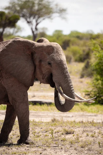 Ein Einsamer Elefant Der Savanne Kenias Schnes Tier Mit Rotem —  Fotos de Stock