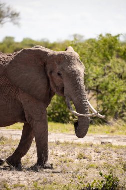 ein einsamer Elefant in der Savanne Kenias. Schnes Tier mit rotem Boden, hakem öldü Landschaft. Elefantenbulle bei schnem Wetter