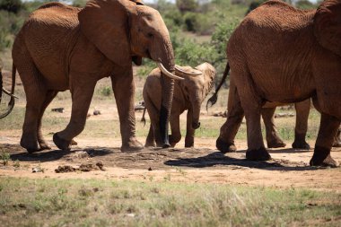 Afrika fili, bir fil sürüsü Kenya savanasındaki en yakın su birikintisine gider. Safaride çekilen güzel hayvanlar Afrika 'nın en büyük açık havasında bir su birikintisine çekildiler.