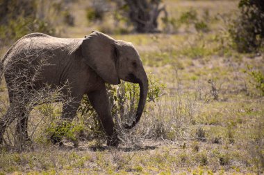 ein einsamer Elefant in der Savanne Kenias. Schnes Tier mit rotem Boden, hakem öldü Landschaft. Elefantenbulle bei schnem Wetter