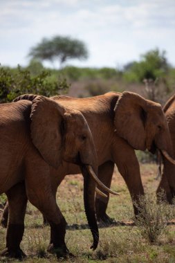 Afrika fili, bir fil sürüsü Kenya savanasındaki en yakın su birikintisine gider. Safaride çekilen güzel hayvanlar Afrika 'nın en büyük açık havasında bir su birikintisine çekildiler.