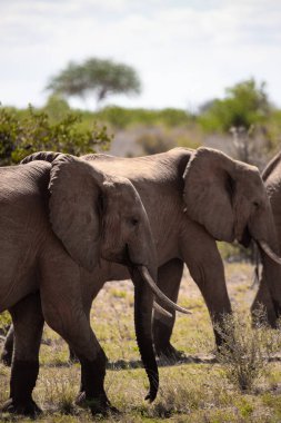 Afrika fili, bir fil sürüsü Kenya savanasındaki en yakın su birikintisine gider. Safaride çekilen güzel hayvanlar Afrika 'nın en büyük açık havasında bir su birikintisine çekildiler.