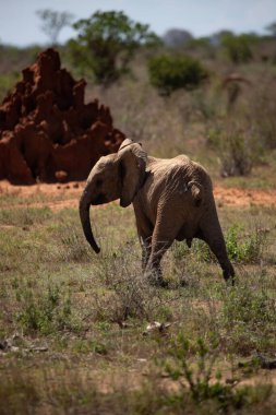 ein einsamer Elefant in der Savanne Kenias. Schnes Tier mit rotem Boden, hakem öldü Landschaft. Elefantenbulle bei schnem Wetter