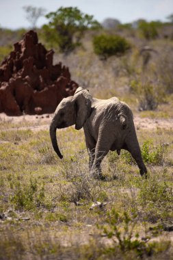 ein einsamer Elefant in der Savanne Kenias. Schnes Tier mit rotem Boden, hakem öldü Landschaft. Elefantenbulle bei schnem Wetter