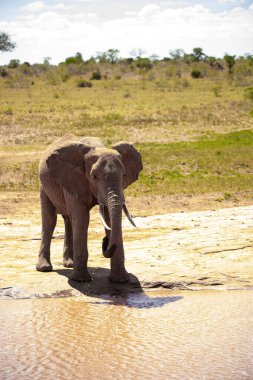Su birikintisinde Afrika fili, Kenya savanasında yalnız bir fil su içiyor. Safari Ulusal Parkı Tsavo East 'te. Sözde kırmızı filler.