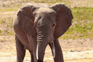 Su birikintisinde Afrika fili, Kenya savanasında yalnız bir fil su içiyor. Safari Ulusal Parkı Tsavo East 'te. Sözde kırmızı filler.
