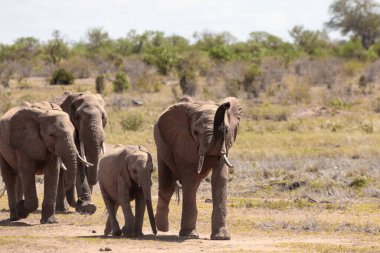 Afrika fili, bir fil sürüsü Kenya savanasındaki en yakın su birikintisine gider. Safaride çekilen güzel hayvanlar Afrika 'nın en büyük açık havasında bir su birikintisine çekildiler.