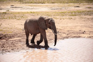 Su birikintisinde Afrika fili, Kenya savanasında yalnız bir fil su içiyor. Safari Ulusal Parkı Tsavo East 'te. Sözde kırmızı filler.