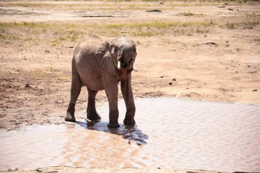 Su birikintisinde Afrika fili, Kenya savanasında yalnız bir fil su içiyor. Safari Ulusal Parkı Tsavo East 'te. Sözde kırmızı filler.