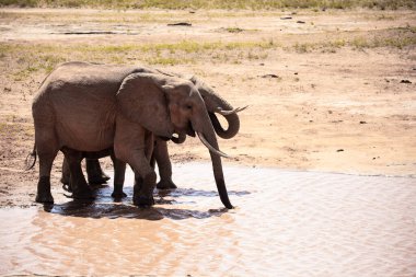 Kenya 'daki su birikintisinde ünlü kırmızı popolu bir fil sürüsü. Her yaştan kırmızı filler ulusal parkta içiyorlar ve balık avlıyorlar.