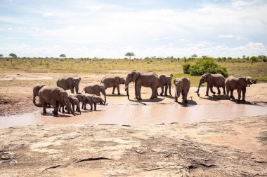 Kenya 'daki su birikintisinde ünlü kırmızı popolu bir fil sürüsü. Her yaştan kırmızı filler ulusal parkta içiyorlar ve balık avlıyorlar.