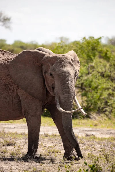 Ein Einsamer Elefant Der Savanne Kenias Schnes Tier Mit Rotem — Foto de Stock