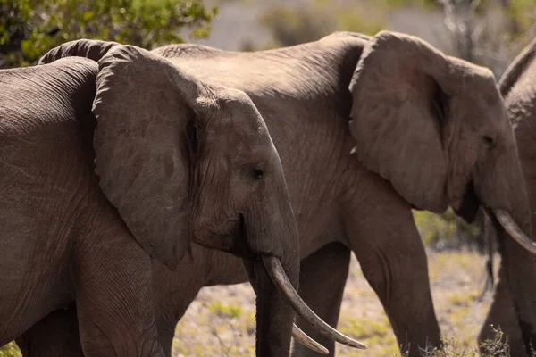 Afrikansk Elefant Flock Elefanter Flyttar Till Närmaste Vattenhål Savannen Kenya — Stockfoto