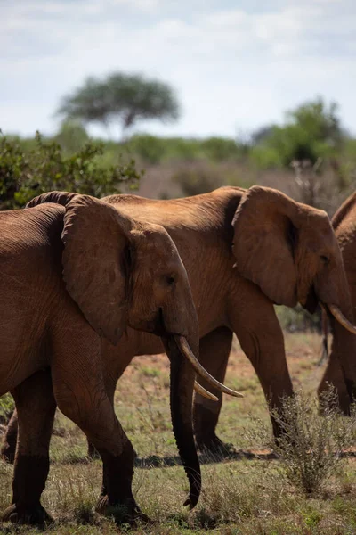 Elefante Africano Una Manada Elefantes Trasladan Cuenca Más Cercana Sabana — Foto de Stock