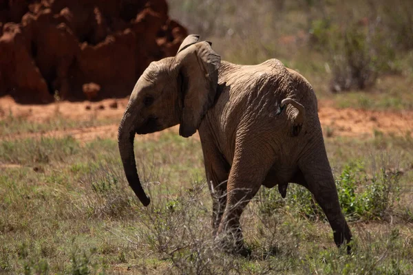 stock image ein einsamer Elefant in der Savanne Kenias. Schnes Tier mit rotem Boden, umkreist die Landschaft. Elefantenbulle bei schnem Wetter