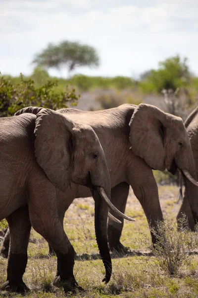 Afrika Fili Bir Fil Sürüsü Kenya Savanasındaki Yakın Birikintisine Gider — Stok fotoğraf