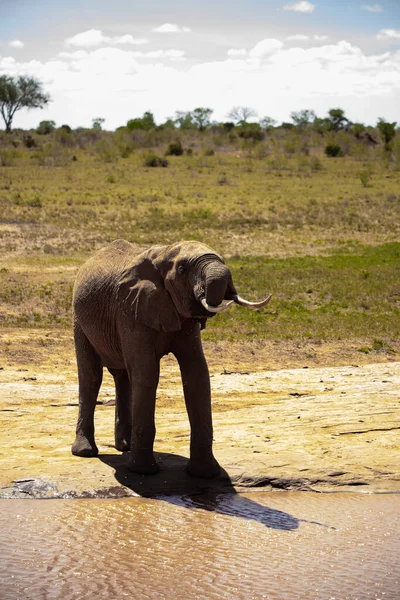 Birikintisinde Afrika Fili Kenya Savanasında Yalnız Bir Fil Içiyor Safari — Stok fotoğraf