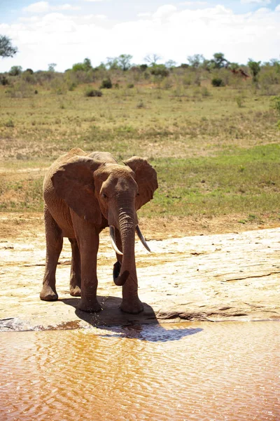African Elephant Waterhole Éléphant Solitaire Boit Eau Dans Savane Kenyane — Photo