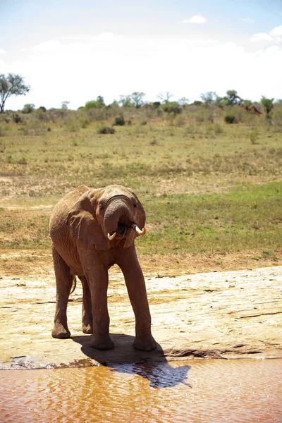 Elefante Africano Abrevadero Elefante Solitario Bebe Agua Sabana Keniata Parque — Foto de Stock