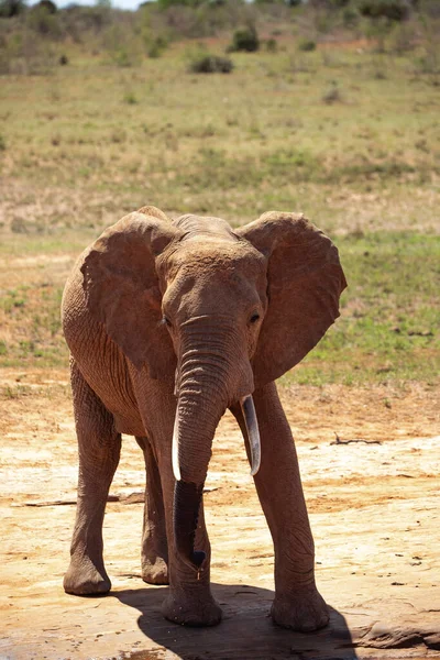 Elefante Africano Buraco Água Elefante Solitário Bebe Água Savana Queniana — Fotografia de Stock