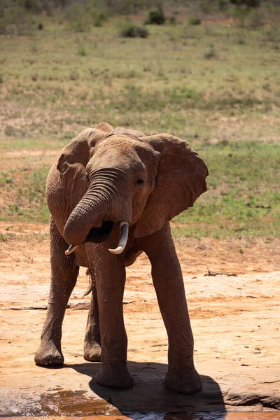 非洲象在水坑上 一头孤独的大象在肯尼亚稀树草原喝水 在萨法里国家公园Tsavo East 就是所谓的红象 — 图库照片