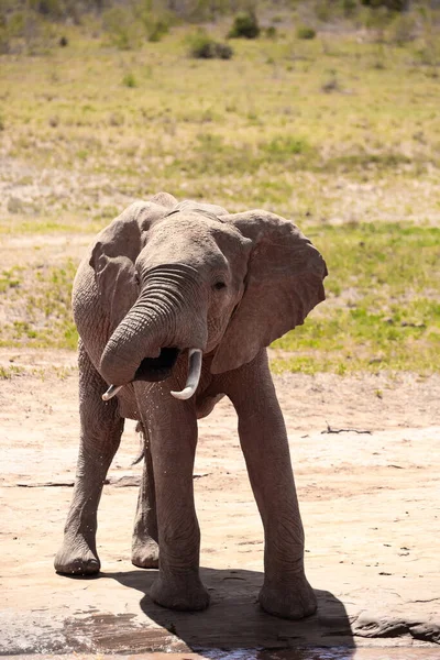 Αφρικανός Ελέφαντας Νερόλακκο Ένας Μοναχικός Ελέφαντας Πίνει Νερό Στη Σαβάνα — Φωτογραφία Αρχείου