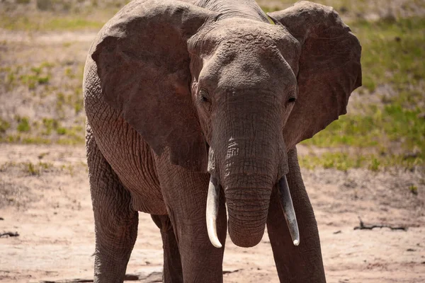 Afrikanischer Elefant Wasserloch Ein Einsamer Elefant Trinkt Wasser Der Kenianischen — Stockfoto
