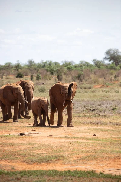 Elefante Africano Uma Manada Elefantes Movem Para Buraco Água Mais — Fotografia de Stock