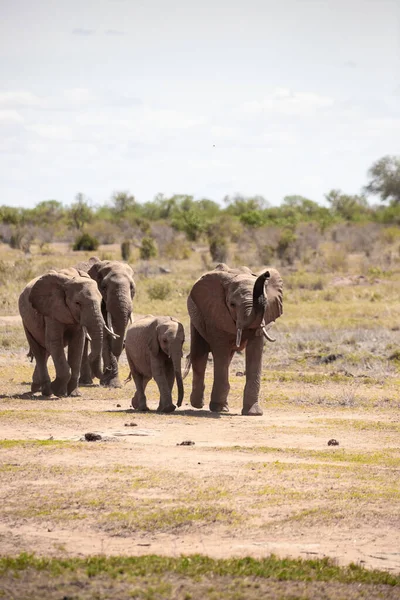 Afrika Fili Bir Fil Sürüsü Kenya Savanasındaki Yakın Birikintisine Gider — Stok fotoğraf