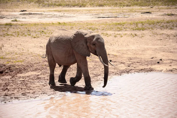 African Elephant on a Waterhole, A lone elephant drinks water in the Kenyan savanna. on a Safari National Park Tsavo East. the so-called red elephants