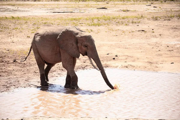 非洲象在水坑上 一头孤独的大象在肯尼亚稀树草原喝水 在萨法里国家公园Tsavo East 就是所谓的红象 — 图库照片