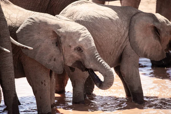 Flock Elefanter Vid Ett Vattenhål Kenya Med Den Berömda Röda — Stockfoto