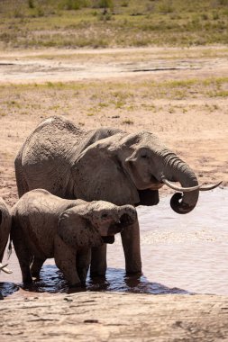 Kenya 'daki su birikintisinde ünlü kırmızı popolu bir fil sürüsü. Her yaştan kırmızı filler ulusal parkta içiyorlar ve balık avlıyorlar.