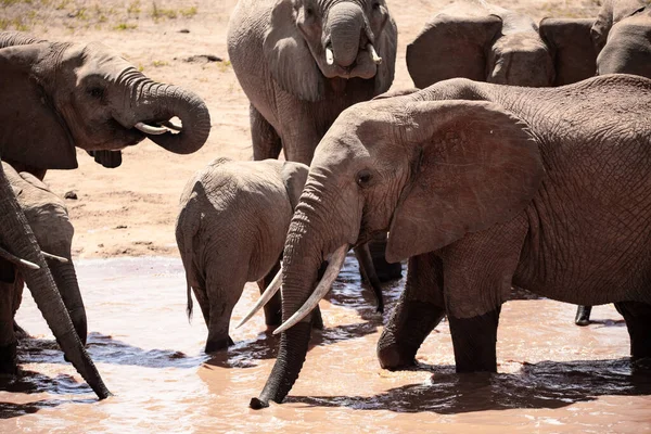 Uma Manada Elefantes Buraco Água Quênia Com Famoso Fundo Vermelho — Fotografia de Stock