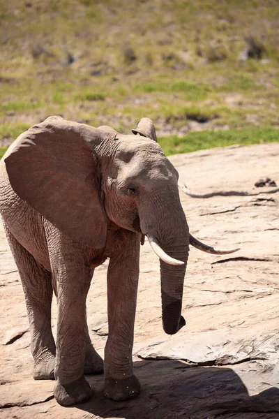 Африканский Слон Водопое Одинокий Слон Пьет Воду Кенийской Саванне Национальном — стоковое фото